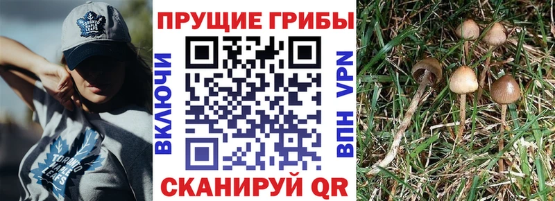 Псилоцибиновые грибы мицелий  omg рабочий сайт  darknet как зайти  Шлиссельбург 